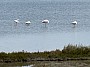 IMG_1165.jpg