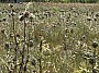 IMG_1284.jpg
