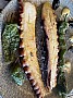 IMG_1446.jpg